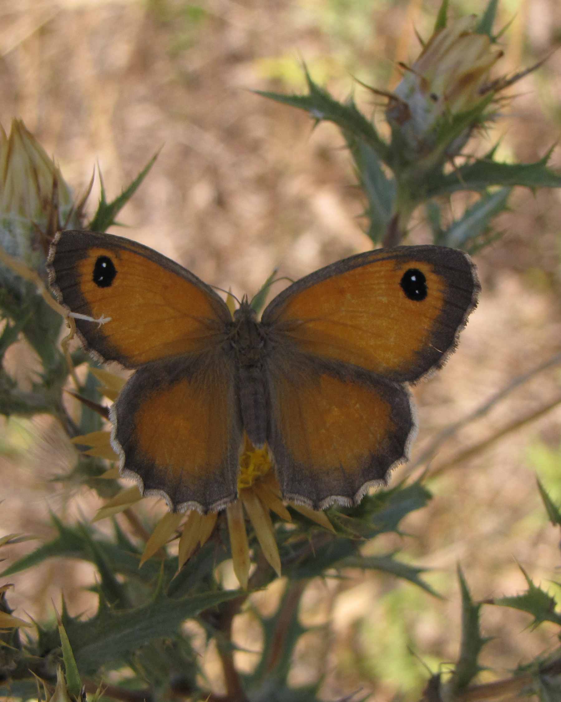 maniola cecilia?